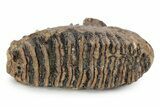 Fossil Woolly Mammoth Upper M Molar - Poland #357021-4
